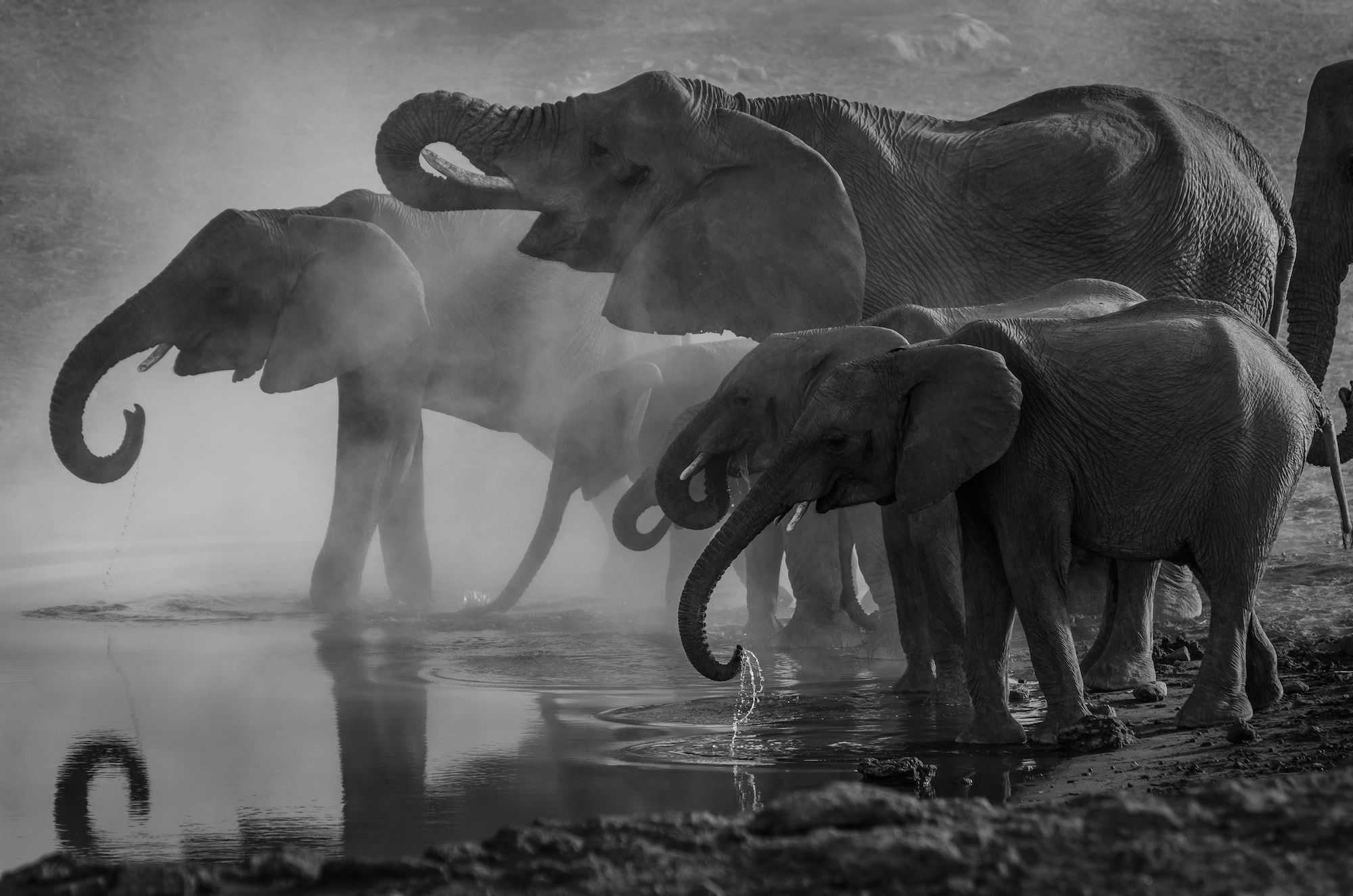 The elephants in the room