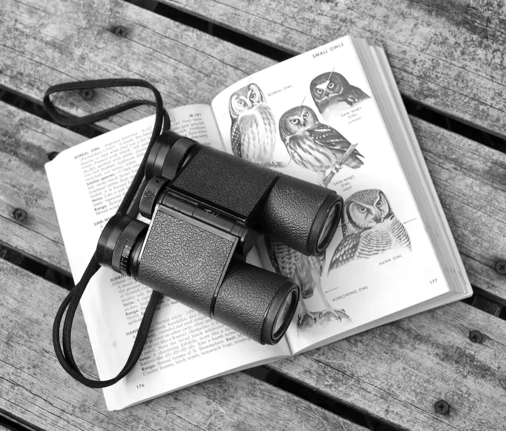 Voco hotels targets bird watchers