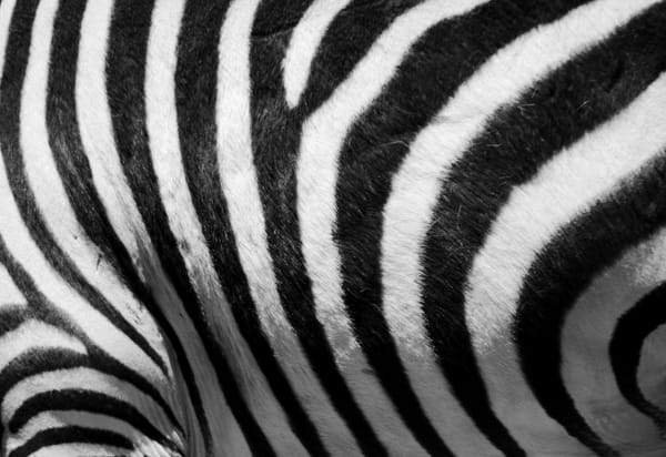 Investec give a damn